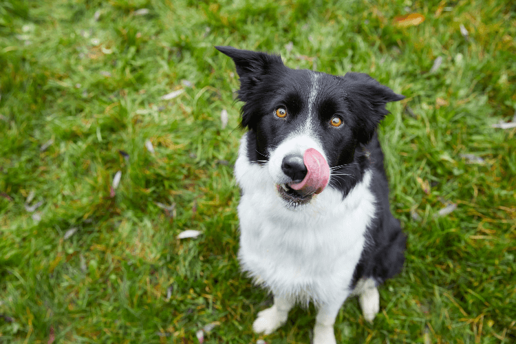 hond snacken welkoop